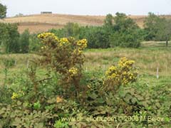 Image of Ulex europaeus (Corena/Espinillo/Yquil)